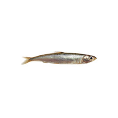 Obraz premium Single Freshwater Smelt Fish on Black Background