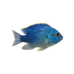 Naklejka premium Vibrant Blue Chromis Fish Isolated on Black Background