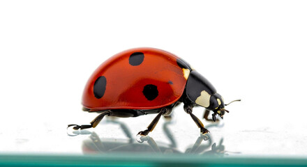 Fototapeta premium Ladybug (Coccinella septempunctata) crawling isolated macro on white background 