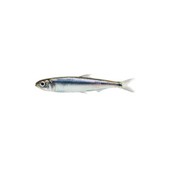 Single Freshwater Smelt Fish on Black Background