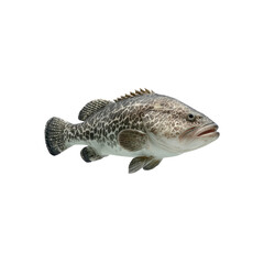 Spotted Grunter Fish, Close-up Studio Shot on Black Background