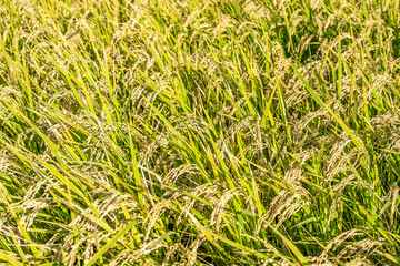 稲が実り始めた田圃の風景