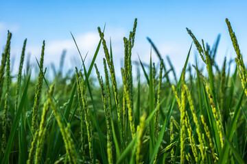 稲が実り始めた田圃の風景