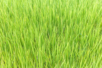 稲が実り始めた田圃の風景