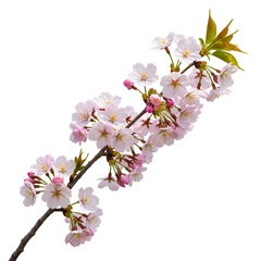Delicate pink cherry blossoms on a branch, isolated on a clean white background, symbolizing spring's gentle beauty and natural elegance