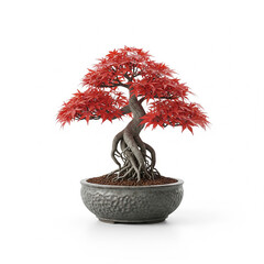 Beautiful bonsai tree with vibrant red leaves in a textured ceramic pot isolated on white