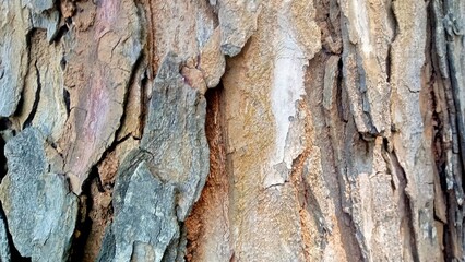 tree bark texture