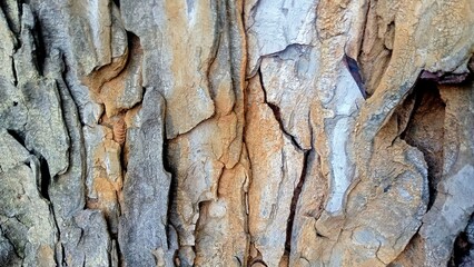 Old wooden textured for wallpaper background 