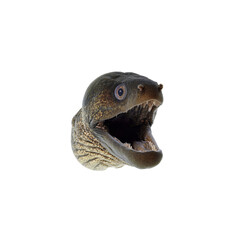 Fototapeta premium Close-up of a Moray Eel Head with Open Mouth on Black Background