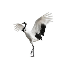 Obraz premium Majestic Red-crowned Crane in Flight, Wings Spread Wide