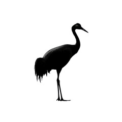 Obraz premium Silhouetted Demoiselle Crane in Dramatic Low Light
