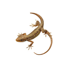 Naklejka premium Close-up of a Small Brown Lizard on a Black Background