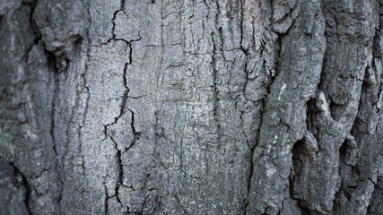 abstract background, texture, rusted metal, wood background