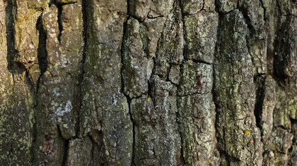 abstract background, texture, rusted metal, wood background