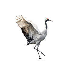 Obraz premium Red-crowned Crane in Flight, Isolated on Black Background