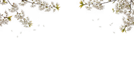 Branches of a cherry blossom tree with delicate white flowers and falling petals, set against a transparent background, symbolizing spring and renewal