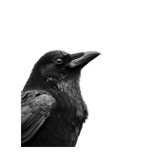 Majestic Raven Portrait Black and White Bird Photography