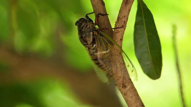 The sound of Black cicada (Cryptotympana facialis) singing [sound on]
