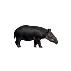 Young Mountain Tapir Walking Profile