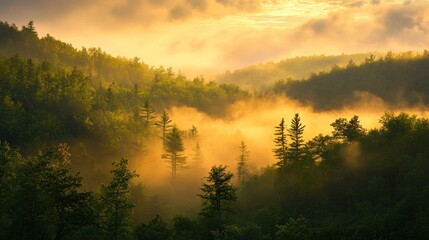 Misty Forest at Sunrise with Golden Sunlight Filtering Through the Trees
