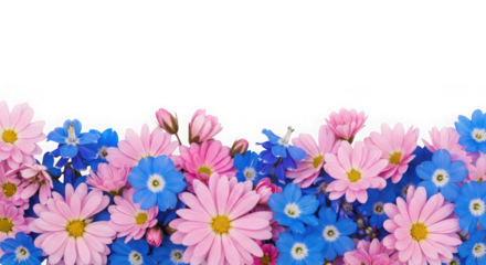 A vibrant border of pink daisies and blue forgetmenots isolated on transparent background