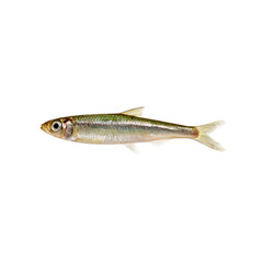 Naklejka premium High-Resolution Image of a Single Freshwater Smelt Fish on Black Background
