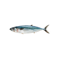Obraz premium Fresh Atlantic Mackerel, Whole Fish, Isolated on Black Background