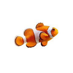 Vibrant Ocellaris Clownfish Isolated on Black Background