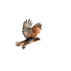 Fototapeta premium Majestic Brown Hawk in Flight Against Black Background
