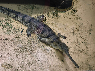 Rare underwater view of a crocodile on the riverbed