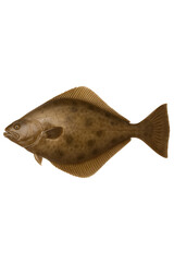Flatfish Illustration with Brown Coloration Isolated on Background