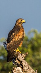 Obraz premium Hawk Perched on Branch Outdoors