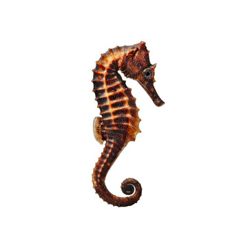 Striking Portrait of a Seahorse Against a Black Background