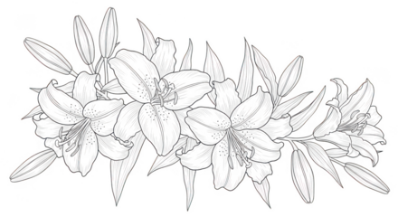 Elegant line art illustration of a garland of lilies with leaves, isolated on transparent background