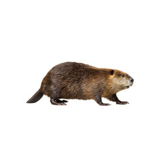 Fototapeta premium North American Beaver Walking, Isolated on Black Background