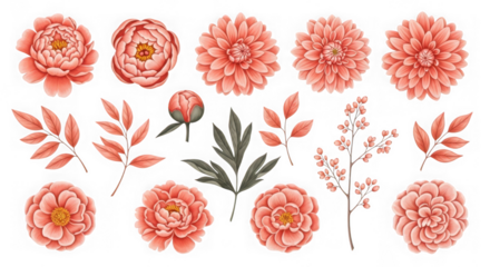 Collection of coral pink peonies and dahlia flowers with leaves and branches, isolated on transparent background