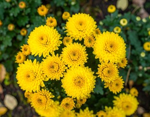 Vibrant yellow chrysanthemums blooming in garden setting