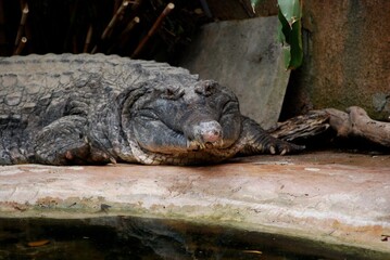 Portrait of crocodile