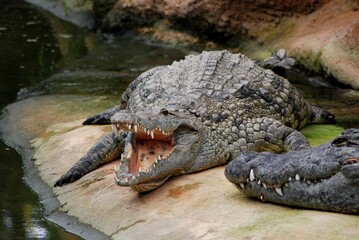 Portrait of crocodile
