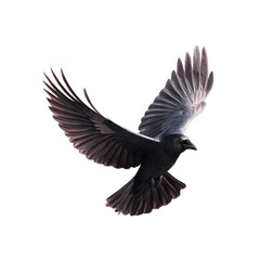Fototapeta premium Majestic Raven in Flight Dark Bird Soaring Against Black Background