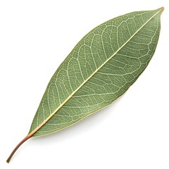 Obraz premium Scribbly Gum Leaf Distinctive and Slender Eucalyptus Leaf with Deep Green Hue and Smooth Surface Reflecting Woodland Charm, Natural Beauty, and Organic Freshness on a Clean White Background
