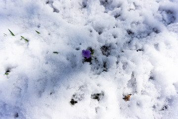 Crocus in a snowy field
