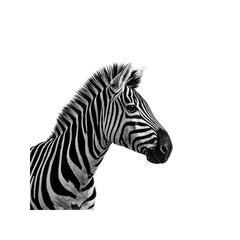 Majestic Zebra Portrait Black and White Elegance