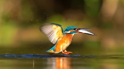 Kingfisher bird emerging from water with fish with wings spread in natural habitat.
