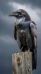 Fototapeta premium Majestic Raven Perched on Weathered Wood Under Dramatic Sky, Exuding Mystery and Intelligence in Nature's Playground