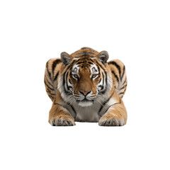 Fototapeta premium Majestic Siberian Tiger Lying Down, Intense Gaze, Isolated on Black Background