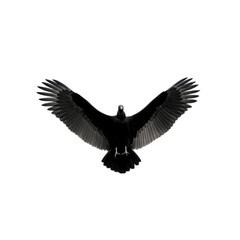Obraz premium Majestic Black Vulture in Flight - Dramatic Monochrome Bird Photography