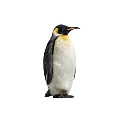 Fototapeta premium Majestic King Penguin on Black Background