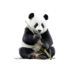 Fototapeta premium Adorable Giant Panda Cub Enjoying Fresh Bamboo Shoots