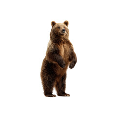 Fototapeta premium Majestic Brown Bear Standing on Hind Legs Against Black Background